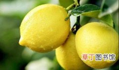 安岳柠檬几月份成熟 柠檬怎么清洗