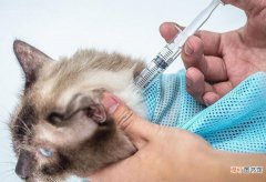 猫打完疫苗多久能洗澡