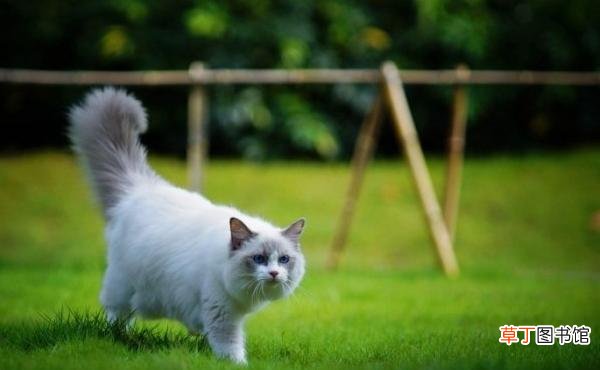 猫薄荷对猫有什么作用猫薄荷有毒吗