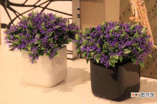 紫罗兰种植方法小盆栽，必须要掌握的5大要点
