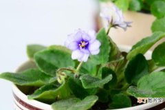 紫罗兰种植方法小盆栽，必须要掌握的5大要点