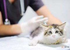 猫狗打疫苗的作用是什么