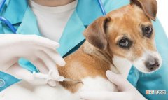 小狗注射狂犬疫苗的作用有哪些