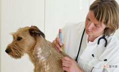 狗狗打完狂犬疫苗注意事项有什么