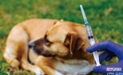 狗狗疫苗和驱虫可以一起吗