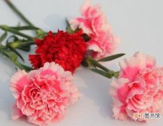 怎么让康乃馨快速开花，教你五种花开爆盆最好方法