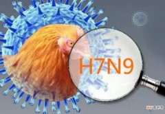 H7N9基因疫苗研制过程是什么