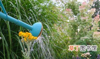 夏天扦插的天竺葵怎么浇水 天竺葵扦插要浇水吗