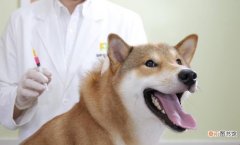 宠物狗打疫苗注意哪些事项