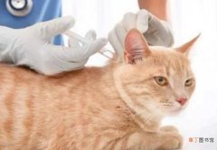 猫打狂犬疫苗有什么用
