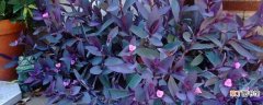 紫罗吊兰怎么种植
