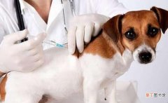 狗狗疫苗期间能驱虫吗