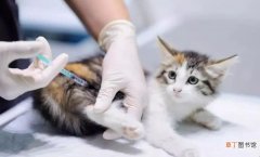 猫咪打完疫苗拉稀怎么办