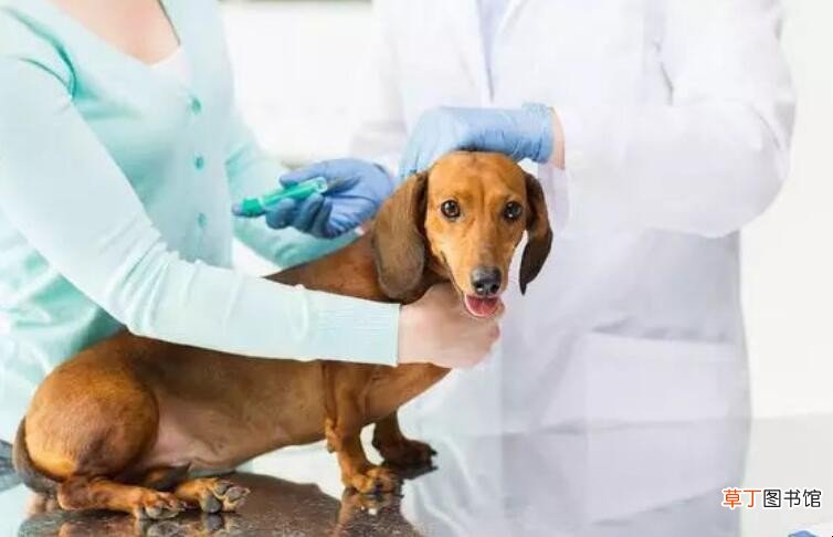 狗狗打疫苗期间能出门吗