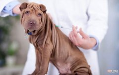 狗狗疫苗可以自己打吗