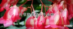 竹节海棠有几个品种