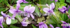 紫花地丁一年开几次花