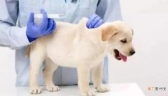 如何给宠物狗狗注射疫苗
