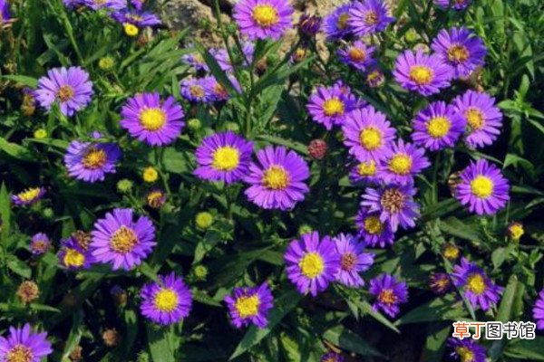 荷兰菊四季开花吗，它的花期在每年的8~10月