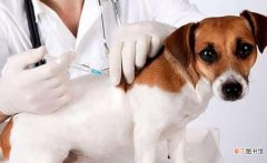 狗狗打了疫苗多久可以洗澡