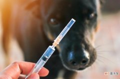 打完狂犬疫苗副作用有哪些