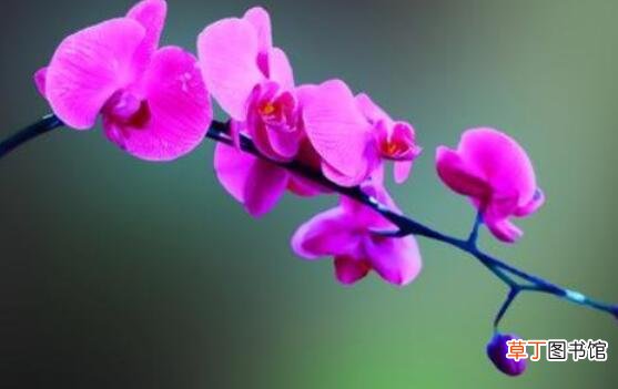 蝴蝶兰花期过后怎么养，教你六种好方法来年花开爆盆