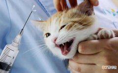 猫咪打了狂犬疫苗有什么不良反应