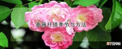蔷薇扦插季节与方法