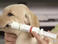 狗狗到家多久可以打疫苗