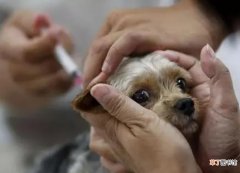 狗狗单抗疫苗有什么作用