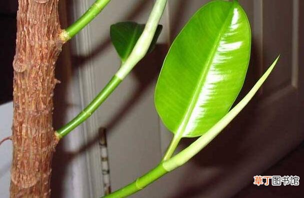 橡皮树适合在室内养吗，适合/天然的绿色吸尘器