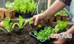 夏天种小白菜怎么浇水 种植白菜浇水方法
