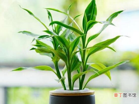 富贵竹怎么养才能更旺盛，富贵竹的养殖方法