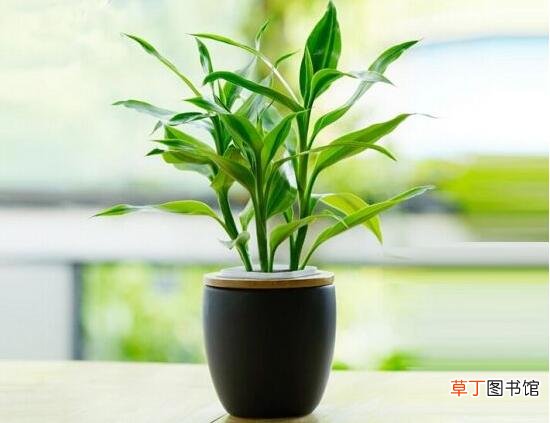 富贵竹怎么养才能更旺盛，富贵竹的养殖方法