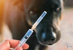 狂犬疫苗是免费的吗