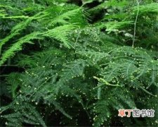 文竹种子的养殖方法