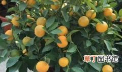 金桔盆栽怎么种植 金橘盆栽种植方法和注意事项