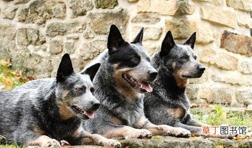 寿命较长的15种狗狗介绍 什么狗寿命最长