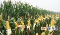 河北2019年推什么玉米种 简介玉米提高产量有哪些方法