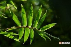 哪个贵 凤尾竹和散尾葵的区别是什么 凤尾竹的作用有哪些