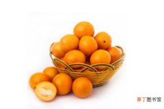 哪个更好 金桔和脐橙的区别是什么 金桔的价值有哪些