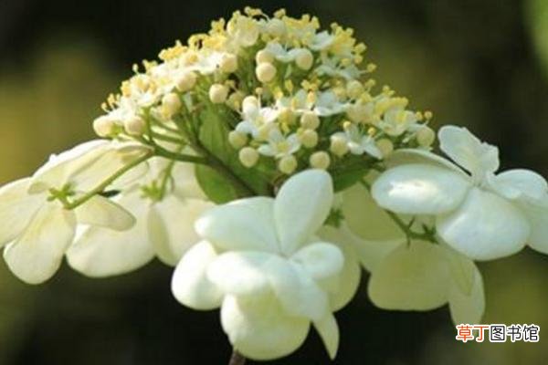 琼花和绣球花的区别是什么 琼花的养殖方法和注意事项