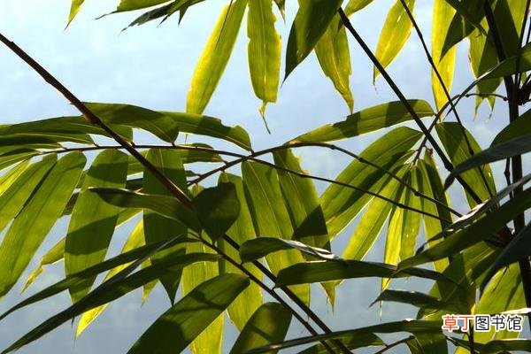 凤尾竹和米竹的区别是什么散尾葵和凤尾竹的区别