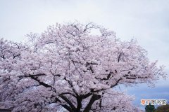 图解 樱花和桃花的区别是什么 樱花怎么种