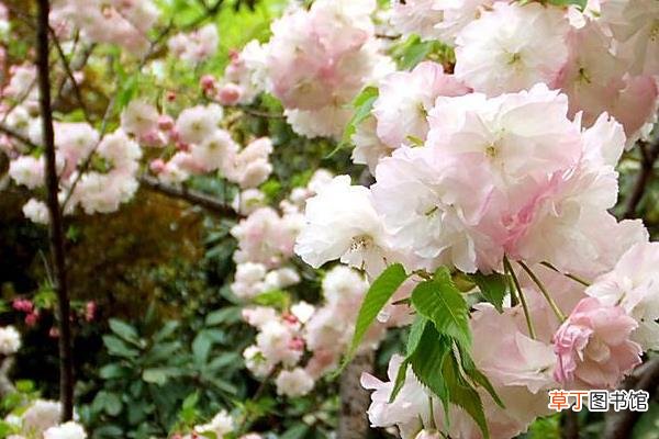 图解 樱花和桃花的区别是什么 樱花怎么种