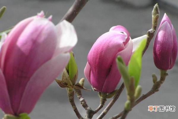 木兰花与玉兰花的区别是什么 木兰花怎么繁殖