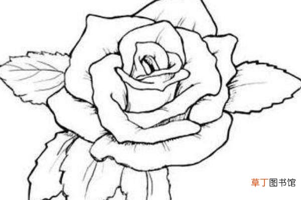 蔷薇花折法图解 蔷薇花怎么画