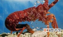 大龙虾在海底怎么游动 大龙虾在海底如何游动