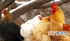 公鸡和母鸡怎么受精 公鸡和母鸡受精方法