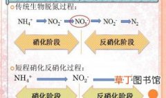 什么是硝化作用和反硝化作用 硝化作用和反硝化作用是什么